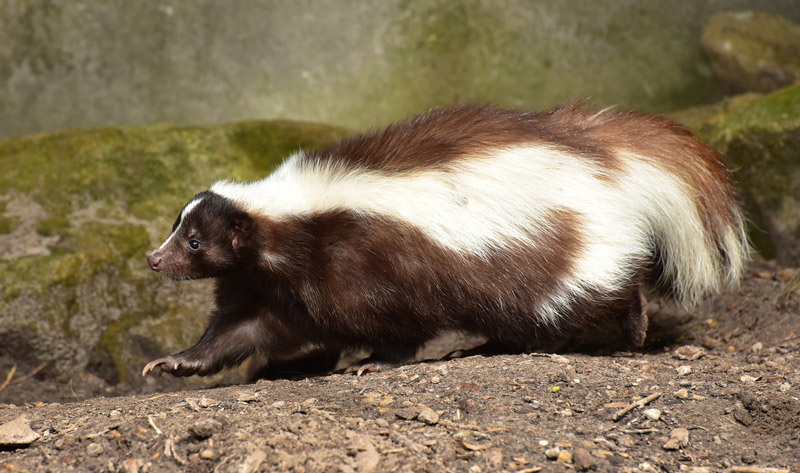 Profile photo of a healthy looking skunk walking around