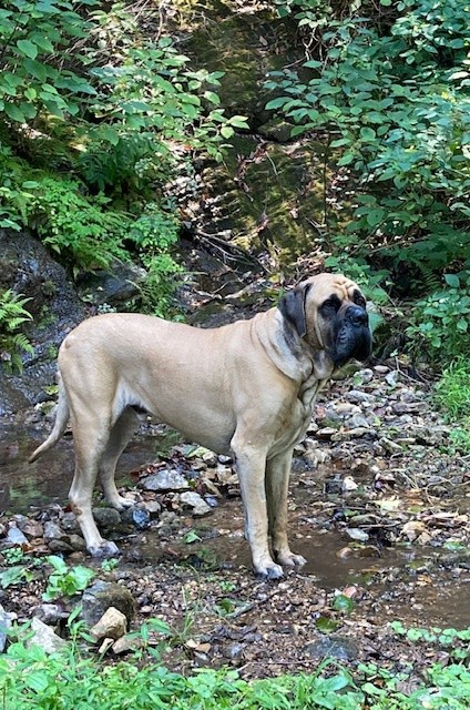 english mastiff dog, Bob standing in stream looking regal