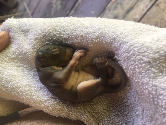 Baby Squirrel